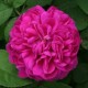 Trandafir pentru dulceata Rose de Rescht C7.5